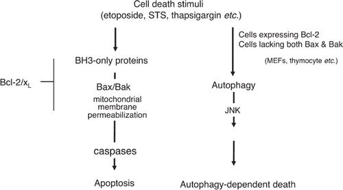 Figure 4. Autophagy-dependent death. Depletion of serum, amino acids, or lymphokines, as well as cytotoxic drugs, such as etoposide and staurosporine, induce apoptosis of wild-type MEFs. When apoptosis is blocked by Bax/Bak-deficiency or overexpression of Bcl-2, however, only etoposide and staurosporine (not withdrawal of amino acids, serum, or lymphokines) trigger autophagy-dependent death. Autophagy-dependent death requires the activation of JNK.