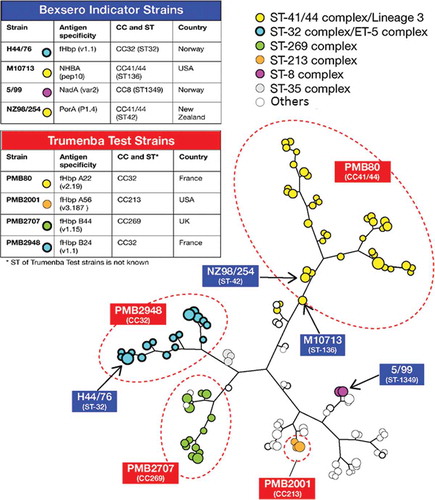 Figure 2. Indicator and test strain selection to assess immunogenicity of 4CMenB and rLP2086. The two tables report the main features of the selected strains, including antigen variant, clonal complex (CC) and sequence type (ST) (when available), and country of origin. The tree is an MLST-based representation of MenB strain epidemiology. The main ST types are represented as colored spheres, whose dimension is proportional to the frequency of that ST type. The most prevalent CCs are shown with different colors. 4CMenB indicator strains are indicated with arrows, according to their ST types. rLP2086 test strains are only indicated according to their CC characterization, as ST type is not known.