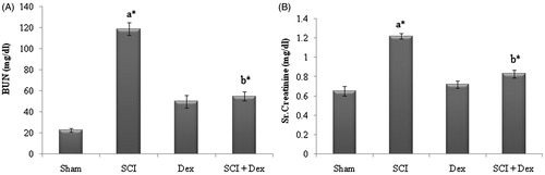 Figure 1. Effect of Dex on serum renal markers in SCI-induced renal injury. (A) BUN (mg/dL) and (B) creatinine (mg/dL). Values are mean ± SD for 10 rats in each group. Comparisons are made between: (a) sham and SCI; (b) SCI and SCI + Dex. *Statistically significant (p < 0.05).