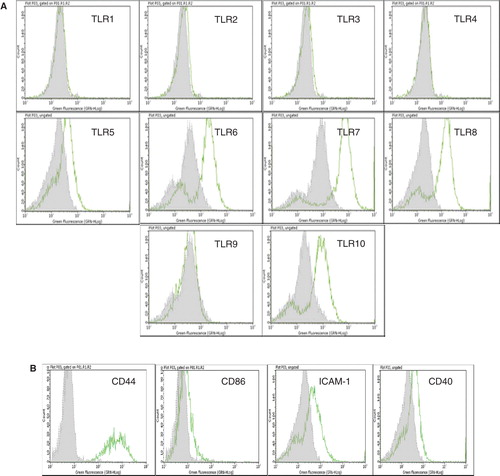 Figure 2. Flow cytometric analysis of cultured human EpCAM-positive cells. (A) Flow cytometric results are presented in the form of histograms. Representative histograms for expression of TLRs in enterocytes are shown. Primary enterocytes did not express TLR-1, -2, -3, -4 and -9. They weakly expressed TLR-5, but demonstrated strong expression of TLR-6, -7, -8 and -10. The expression of TLRs was observed only in saponin-treated cells. (B) Isolated human enterocytes also stained positive for several immune recognition molecules such as CD44, CD86, ICAM-1 and CD40. Staining with only the secondary antibody served as negative control (grey filled histogram).