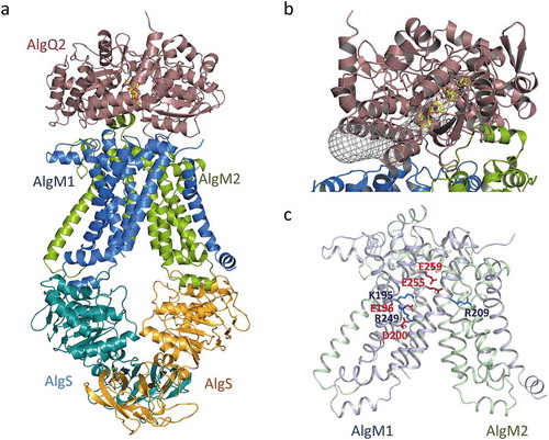 Figure 5. The crystal structure of the alginate transporter (PDB ID; 4TQU). (a) The overall structure of AlgM1M2SS in complex with AlgQ2. (b) The tunnel structure (grayed mesh) that continues to the alginate-binding site of AlgQ2. (c) Charged amino acid residues in transmembrane AlgM1M2. Blue and red represent basic and acidic residues, respectively.