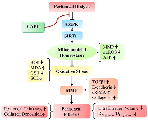Figure 7. Schematic diagram depicting the possible molecular mechanisms by which CAPE prevents peritoneal fibrosis by maintaining mitochondrial integrity under PD conditions. Under PD conditions, AMPK/SIRT1 pathway are downregulated, which disturbs mitochondrial homeostasis and then leads to oxidative stress. This upregulated oxidative stress results in MMT, which eventually leads to peritoneal fibrosis. Interestingly, CAPE treatment activates the AMPK/SIRT1 pathway and restores mitochondrial homeostasis, which alleviating oxidative stress, thereby attenuating PD-induced MMT and peritoneal fibrosis.