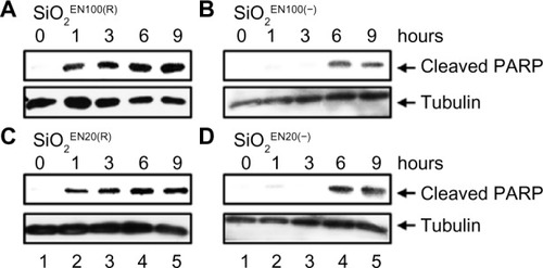 Figure 4 The effect of SiO2 NPs on caspase activation.Notes: U373MG cells were treated with 9 mg/mL of (A) SiO2EN100(R) or (B) SiO2EN100(−) NPs, or 0.8 mg/mL of (C) SiO2EN20(R) or (D) SiO2EN20(−) NPs. At 0, 1, 3, 6 and 9 hours after treatment, PARP cleavage was determined by Western blot analysis.Abbreviations: NPs, nanoparticles; PARP, poly-(adenosine diphosphate-ribose) polymerase; SiO2, silicon dioxide.