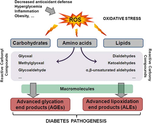 Figure 1. The role of oxidative stress in diabetes pathogenesis. Decreased antioxidant defense, hyperglycemia, inflammation, and obesity contribute to the ROS increase in the body. Elevated levels of ROS can damage carbohydrates, amino acids, and lipids leading to the formation of RCC. RCC can further react with macromolecules yielding advanced glycation or lipoxidation end products, AGE or ALE, respectively. Both AGE and ALE have important role in the onset and progression of diabetes.