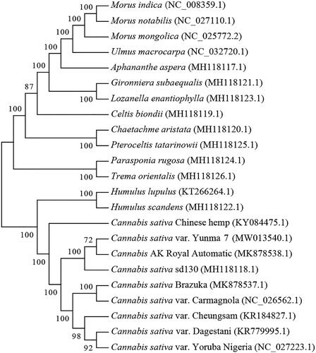 Figure 1. Phylogenetic tree of 23 chloroplast genomes▪.