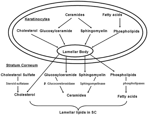 Figure 2. The formation of SC intercellular lipids that provide for the penetration barrier, adapted from Feingold (Citation2007, Citation2009).