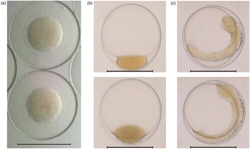 Figure 1. (a) Microscopy image of eggs on arrival (1 dpf), and flow-through images of eggs at (b) the beginning of the exposure period (3 dpf) and (c) the end of exposure (7 dpf). Scale bars 1 mm. Eggs shown were drawn from the sample not used in the exposure experiments.