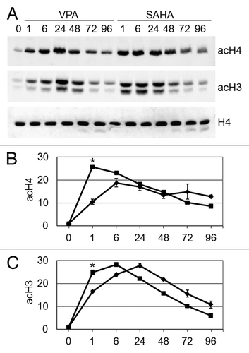 Figure 1. Effects of VPA or SAHA on total H4 or H3 acetylation. Kasumi-1 cells were incubated or not (time 0) in the presence of 2 mM VPA or 1 μM SAHA for the indicated times (hours). (A) Western Blotting was performed with the indicated antibodies. (B and C) Graphs represent (mean ± SEM of data from three independent experiments) total acetylation of H4 (B) or H3 (C) following treatment with VPA (diamond) or SAHA (square), as determined by densitometry of bands. Values were intra-experimentally normalized for H4 (B) or H3 (C) content and expressed as fold-increase with respect to the time 0 value. The statistical significance of differences within the same time point was determined by the Student’s t-test for paired samples (*p < 0.05).