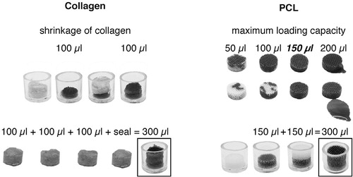 Figure 2. The maximum loading volumes of 100 µL in collagen and 150 µL in PCL scaffolds, and the optimal insertion procedure, were tested in pilot experiments. The sequential insertion and pipetting procedure that was used during the operation is depicted at the bottom of the figure. This procedure assured that there was an even distribution of EPO throughout the collagen carrier and the PCL scaffold.