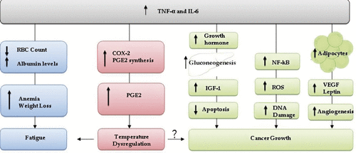 Figure 4. The same cytokines are responsible for metabolic factors leading to cancer growth, fatigue, and temperature dysregulation (fever). High levels of TNF-α and IL-6 affect blood concentration and makeup leading to fatigue (blue). Increases in TNF-α and Il-6 promote metabolic syndrome (green) which induces gluconeogenesis and adipocyte production. These bodily changes lead to an upregulation of various immune regulators that result in cancer development and growth. These cytokines also lead to fever via a PGE-2 dependent pathway (red). Temperature dysregulation (feeling cold) has been related to fatigue and may also be associated with cancer growth. RBC: red blood cell; COX-2: inducible cyclo-oxygenase; PGE2:prostaglandin E2; IGF-1: insulin-like growth factor 1; NF-κB: nuclear factor kappa-light-chain-enhancer of activated B cells; ROS: reactive oxygen species; DNA: deoxyribonucleic acid; VEGF: vascular endothelial growth factor.