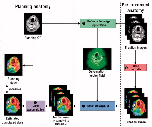Figure 2. Workflow of cumulated dose estimation by deformable image registration. Step 1: a deformable image registration is computed between the per-treatment images and the planning CT image. Step 2: the fraction doses are calculated from the per-treatment images with the same treatment parameters as the planning. Step 3: the fraction dose distributions are propagated to the planning CT by means of the resulting deformation vector fields. Step 4: the propagated dose distributions are summed to compute the cumulated dose on the planning CT. The planned dose can be compared to the estimated cumulated dose.