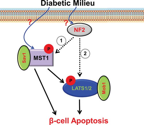 Figure 1. Our view how Merlin/NF2 regulates β-cell apoptosis.Through still unknown up-stream mechanism(s), a diabetogenic milieu activates the Hippo pathway in β-cells. Then, Merlin/NF2 initiates Hippo signaling by either direct activation of the MST1–Sav1 complex and subsequent MST1-induced LATS1/2 phosphorylation and activation (1; classical model) or direct activation of LATS1/2 (2; alternative model). This results in collective transcriptional and post-transcriptional events leading to β-cell apoptosis and impaired function.