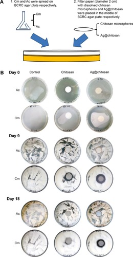 Figure 6 Ag@chitosan anti-fungal effect.Notes: (A) Flow chart of silver nanoparticles’ anti-fungal effect. (B) and (C) the anti-fungal effect of chitosan microspheres and Ag@chitosan. *P<0.05, **P<0.01.Abbreviations: Ag@chitosan, silver nanoparticles–chitosan composite spheres; Cm, C. militaris; Ac, A. cinnamomea; BCRC, Biore source Collection and Research Center.