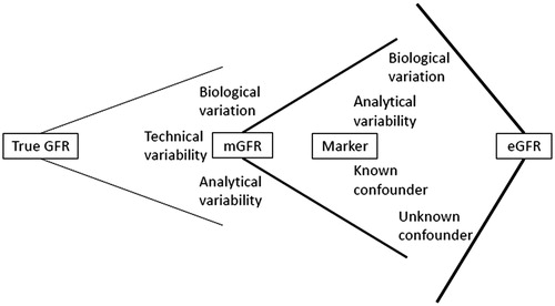 Figure 7. Relationship between true GFR, measured GFR, marker concentration and estimated GFR.