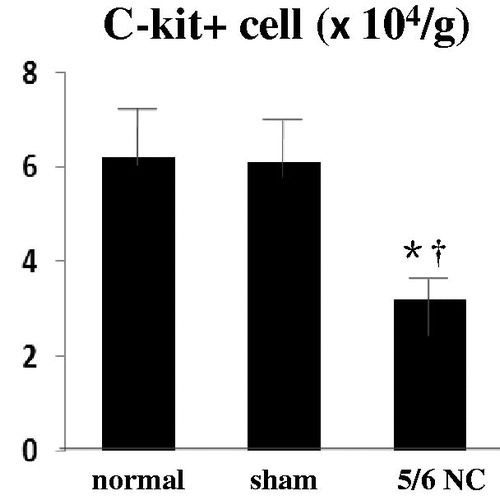 Figure 2. Number impairment in C-kit+ cells stemmed from 5/6 nephrectomy mice. Flow cytometry counts of C-kit positive cells in normal (n = 6), sham-operated (n = 6), and 5/6 nephrectomy mice (n = 6). *p < 0.05 versus normal group, †p < 0.05 versus sham-operated mice.