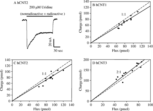 Figure 4.  Uridine coupling ratios of hCNT1, hCNT2 and hCNT3. (A) Representative example of the current generated during application of 200 µM 14C-uridine to an hCNT2-producing oocyte in Na+-containing transport medium (100 mM NaCl, pH 8.5) at a membrane potential of −90 mV. Integration of the uridine-evoked current over the uptake period (2 min) yielded the charge moved which was converted to pmol and plotted against radiolabeled uridine uptake (pmol) in the same oocyte. The experiment was repeated in 12 different hCNT2-producing oocytes (C) Corresponding charge-to-14C-uridine uptake ratio plots are also shown for hCNT1 (B, n=11) and hCNT3 (D, n=12) (100 mM NaCl, pH 8.5; Vh= − 90 mV). Linear regression analysis of the data for each plot is indicated by the solid line. The dashed line indicates a theoretical 1:1 charge/flux ratio in (B and C) and a 2:1 charge/flux ratio in (D). Lines were fitted through the origin. Stoichiometries (±SE) obtained from these data are given in Table III.