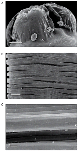 Figure 1.  Scanning electron micrographs of untreated control nematode A. galli. A) Anterior end showing three denticulate lips surrounding a central mouth, a latero-ventral lip facing at the center of which is a sensory papilla, × 200 (scale bar, 100 μm). B) The cuticle with distinct ridges and furrows throughout the body, × 270 (scale bar, 200 μm). C) Enlarged portion showing a series of lighter transverse striations and intercalated darker annulations, × 1,000 (scale bar, 50 μm).