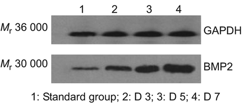 Figure 11. Western blot detection of bone morphogenetic protein-2 expression in cells.