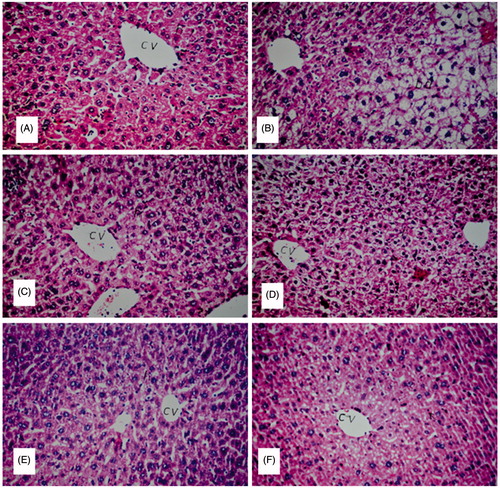 Figure 4. Hepatoprotective effect of BHPF in CCl4-intoxicated mice. (A) Group I (normal control): showing normal histological structure of the central vein and intact hepatocytes. (B) Group II (CCl4-treated group): showing severe loss of hepatic architecture with multiple focal necrosis, ballooning degeneration in the hepatocytes. (C) Group VI (CCl4 + 200 mg/kg of silymarin): showing absence of histopathological alterations. (D and E) Groups V and IV (CCl4 + 400 mg/kg and CCl4 + 200 mg/kg, respectively of BHPF): showing normal histological structure. (F) Group III (CCl4 + 100 mg/kg of BHPF): showing diffuse Kupffer cell proliferation in between the hepatocytes (H&E, × 20).
