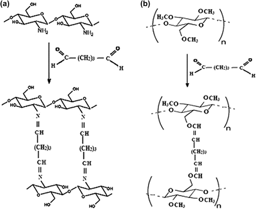 Figure 9. Postulated crosslinking reaction mechanisms of (a) CS, and (b) MC with GA.