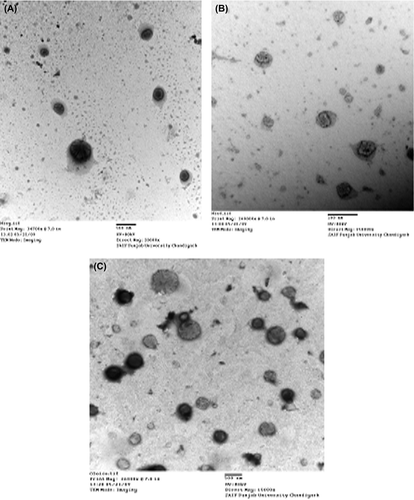 Figure 1. TEM photographs of (A) Liposomal, (B) Niosomal, and (C) Emulsomal formulations.