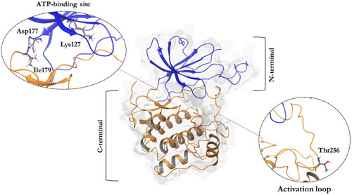 Figure 1. A ribbon diagram of the SGK1 kinase. The C-terminal domain, in orange, shows a α-helical disposition, while the N-terminal domain, in blue, has a β-strand secondary structure. The two domains are linked by the activation loop, where resides the amino acid Thr256, needed for its activation. Residues Asp177 and Ile179, which form hydrogen bonds with SGK1 inhibitors, and the catalytic Lys127, are located in the ATP-binding site.
