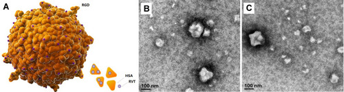 Figure 1 (A) The basic structure of RGD-RVT-HSA NPs. The transmission electron microscope of RGD-RVT-HSA NPs (B) and RVT-HSA NPs (C). (Magnification ×100,000).