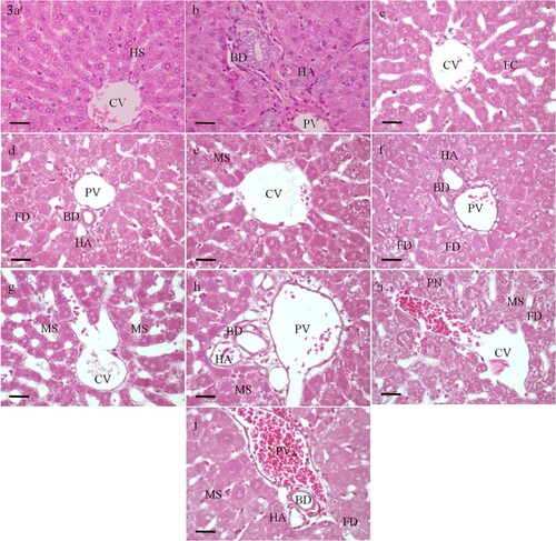Figure 3. Photomicrographs of sections of the liver of rats. (a and b) A control rat showing normal structure and organization. (c to f) Rats administrated with 0.25 LD50 of selenium. (g to j) Rats administrated with 0.5 LD50 of selenium. (c and d) After 12 h, the liver parenchymal cells appear almost normal. (e and f) After 30 h, microvesicular steatosis (MS) is seen in most hepatocytes. Feathery degeneration (FD) is evident in the periportal area. (g and h) After 12 h, the central vein (CV) and the portal vein (PV) appear slightly dilated and congested. (i and j) After 30 h, the central vein and the portal vein are markedly dilated and congested. PN, pyknotic nucleus; HS, hepatic sinusoids; FC, fatty change; HA, branch of hepatic artery; BD, branch of bile duct. H&E, scale bar = 50 µm.