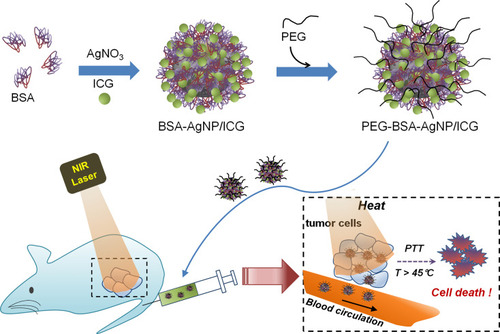 Figure 1 Scheme of the PEG-BSA-AgNP/ICG-based photothermal cancer therapy. The encapsulation of indocyanine green (ICG) in PEGylated BSA-coated silver nanoparticles could provide an enhanced photo and plasma stability for ICG, leading to successful inhibition of tumor growth with local laser irradiation to the tumor site.