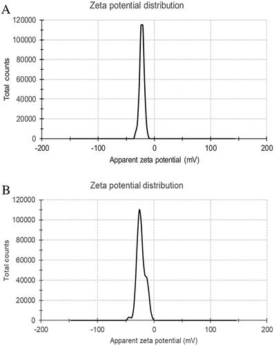 Figure 2. Zeta potential distribution of (A) blank PBCA NPs and (B) ant-miR-126 loaded PBCA NPs.