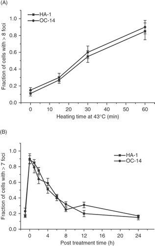 Figure 11. Comparison of the γ-H2AX response of wild type HA-1 cell and the OC-14 oxidative stress resistant cells derived from them. (A) HA-1 cells (▪) and OC-14 cells (•) were heated at 43°C for various lengths of time and the fraction of positive cells for γ-H2AX foci was determined. (B) HA-1 (▪) and OC-14 (•) cells were heated at 43°C for 60 min and the fraction of cells positive for γ-H2AX foci was determined at various times post treatment.
