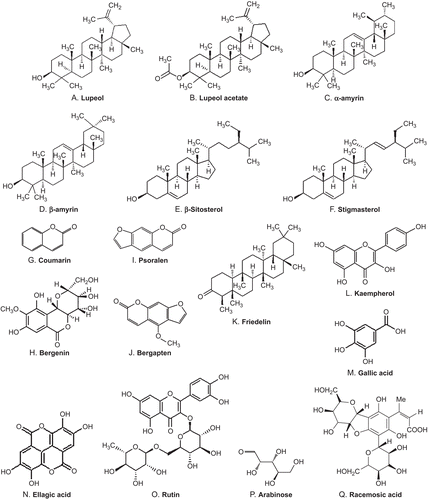 Figure 4.  (A-Q) Structure of phytochemicals identified and isolated from various parts of Ficus racemosa.