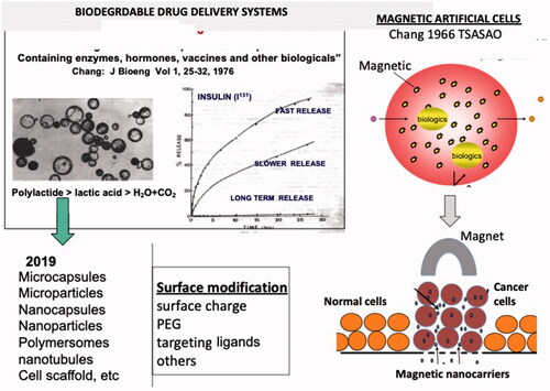 Figure 12. Left: Biodegradable membrane artificial cells containing enzymes, hormones, vaccines and other biologicals (Chang, 1976). Variations result in the release of insulin at different rates. Extended now to many different configurations and dimensions. Right: Artificial cells containing magnetic material. Updated from Chang [Citation9,Citation10] with copyright permission.