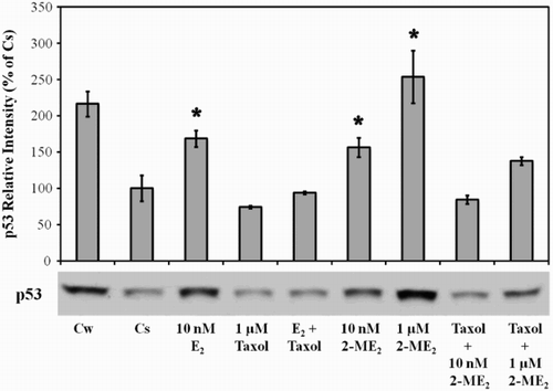 Figure 3.  The effects of 2-ME2, E2, and Taxol on p53 protein. Culture and treatment of T47D cells with 2-ME2, E2, and taxol was performed as described in Figure 1. Cellular extracts were prepared and subjected to protein quantitation, SDS-PAGE and Western analyses. The relative intensities of p53 as compared to control (Cs) are displayed as the mean ± SEM. The sample sizes ranged from 3 - 15 density measurements per group. *indicates significant difference with the control at p < 0.05 (Kruskal-Wallis Test followed by post-hoc analysis using Mann-Whitney U-Test). Representative Western blot is shown.
