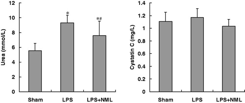 Figure 1. Effect of NML on renal function indices after LPS administration in mice (mean±SD, n = 6). Note: *p < 0.05 versus the sham group; #p < 0.05 versus the LPS group.