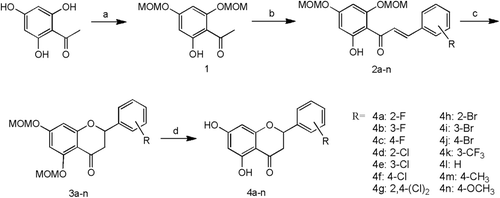 Scheme 1.  Synthesis of compounds 4a–n. Reagents and conditions: (a) MOMCl, K2CO3, acetone 0°C, rt; (b) corresponding benzaldehyde, 10% KOH, ethanol/H2O, rt; (c) 3 M HCl, MeOH/THF, reflux; (d) NaOAc, EtOH, reflux.