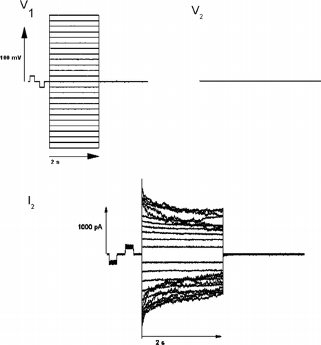 Figure 2 Original superimposed traces for voltage of the pulsed cell V1, voltage of the nonpulsed cell V2 = −40 mV and current recorded in the non-pulsed cell I2. Junctional conductance (Gj) is calculated as follows: Gj = I2/Vjwith the transjunctional voltage difference Vj = V2 − V1.