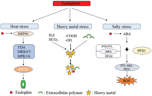 Figure 1. The mechanisms by which endophytes mediate increased plant resistance under heavy metal stress, salt stress, and high temperature stress. For example, under high temperature stress, endophytes enhance the expression of heat shock protein 90, activate protein kinases YDA, MKK, MPK, and affect the phosphorylation of SPCH to regulate stomatal size [Citation57]. Under heavy metal stress, the endophytes promoted the secretion of organic small molecules and extracellular polymers from the root system to bind heavy metals and limit the influx of heavy metals into the cells [Citation58]. Under salt stress, endophytes promote the secretion of ABA, which binds to the PYL/PP108 receptor and to the protein phosphatase PP2C to form the PYL-ABA-PP2C complex, ultimately reducing ROS [Citation59].