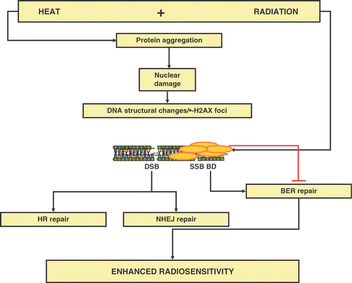 Figure 4. Hypothetical model for the mechanism of heat-induced radiosensitization and the putative repair pathways involved.