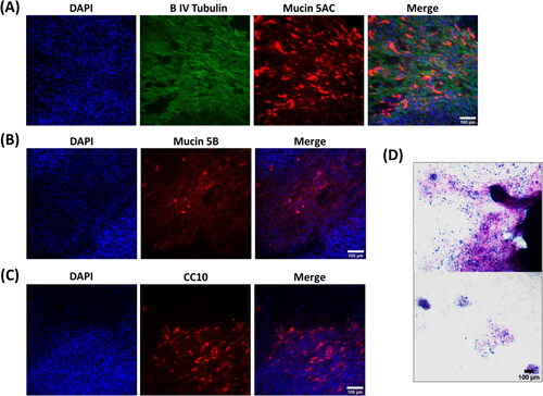 Figure 2. Lung progenitor cells highly expanded in hypoxia in the presence of 3T3J2 feeder cells differentiate poorly, lack cilia, and favor a pro-secretory phenotype when differentiated at ALI. (A) Immunofluorescence images of cells demonstrating cytoplasmic localization of β IV tubulin, and positive immunofluorescence staining for mucin5AC and (B) mucin5B. (C) Cells also exhibited positive expression of the club cell marker CC10. (D) Alcian blue and periodic acid Schiff histological staining of mucins. Scale bar: 100 µm. Immunofluorescence images are counterstained with DAPI to identify nuclei.