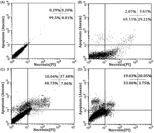 Figure 9. FITC-labeled annexin V flow cytometric detection of apoptosis in A549 cells. (A) Untreated control cells, (B) treated cells with 200 µM H2O2 as a positive control, (C) treated cells with GBA, and (D) treated cells with GBA-loaded SLNs.