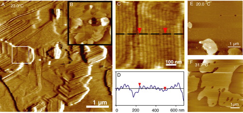 Figure 7.  Tapping mode AFM images of multiple bilayers of 1:1 DMPC:DSPC showing the pre-transition or ‘ripple’ phase. The sample was incubated for 20 h at 23.0°C just below the main melting transition of DMPC (Tm = 23.7°C). (A) A friction (lateral force) image showing the morphology of the ripple phase including 120° bends due to the underlying hexagonal symmetry. Inset (B) is a height image of the same area to highlight the multilayer coverage. (C) A detail of the fine ripples from the region indicated by the white box in image A. (D) A line section through the ripples which have a wavelength of 34 nm and height of ∼1.0 nm. (E) Below the pre-transition temperature the uppermost bilayer is flat with both components in the gel phase. Bilayer thicknesses are 5.6 nm measured against the underlying mica at defects or from step edges on multiple bilayer patches. In (F) the temperature has been increased to 31.7°C above the main transition of DMPC but still below that of DSPC (Tm = 58.2°C) hence phase separation is observed (unpublished observations: G. Li, S. D. Connell & D. A. Smith). This figure is reproduced in colour in Molecular Membrane Biology online.