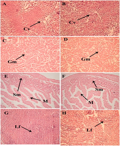 Figure 8. Representative photomicrographs of (A) liver (Group I), (B) liver (Group III), (C) kidney(Group I), (D) kidney (Group III), (E) intestine (Group I), (F) intestine (Group III), (G) spleen (Group I), (H) spleen (Group III), [Cv: central vein; Lf: lymphoid follicle; Gm: glomerulus; Tb: tubule; M: mucosa; and Sm: sub-mucosa]. The various organ sections were stained with hematoxylin and eosin (10×).