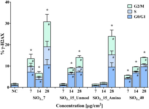 Figure 4. Flow cytometry analysis of histone H2AX phosphorylation in RLE-6TN cells. Percentage of phosphorylated histone H2AX (% γ-H2AX), total and in each cell cycle phase, after exposure to the aSiO2 NM variants (SiO2_7, SiO2_15_Unmod; SiO2_15_Amino and SiO2_40). Data are expressed as mean ± standard deviation of three independent experiments, each performed in duplicate. Data were analyzed by one-way ANOVA followed by Dunnett’s post hoc test. Total γ-H2AX: *p < 0.05 vs. NC; γ-H2AX in each phase of cell cycle: #p < 0.05 vs. NC.