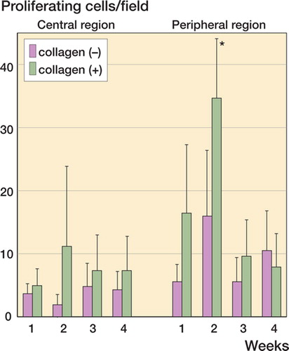 Figure 6. Spatiotemporal distribution of the proliferating cells. BrdU-positive cells were counted in the central and peripheral regions. Densities of proliferating cells are presented as cells/field for collagen(-) defects and collagen(+) defects. Data are shown as mean. Bars indicating SD are omitted for simplicity. Asterisk indicates significant differences between peripheral regions in collagen(+) and collagen(-) defects (Student's t-test, p < 0.05).