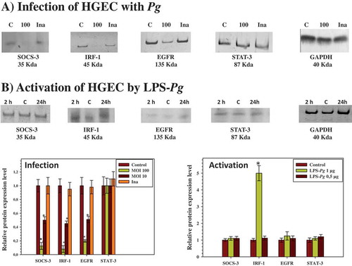 Figure 2. Modulation of the expression of SOCS-3, IRF-1, EGFR, and STAT-3 proteins in HGEC infected with P. gingivalis and activated by LPS-Pg. (a) HGEC were infected for 2 h with P. gingivalis at a MOI of 100 and with heat-killed P. gingivalis (Ina). Uninfected cells served as control (C). (b) HGEC were activated 2 and 24 h by 1 µg/mL of purified LPS-Pg. Non-activated cells served as controls (C). In both experiments, cellular extracts were prepared and analyzed by immunoblotting with antibodies to SOCS-3, IRF-1, EGFR, and STAT-3. No detection was obtained using an antibody raised against EGF (not shown). An antibody to GAPDH was used as an internal control to verify equal loading of total proteins in all wells. Histograms indicated the relative protein expression level during infection and activation. Levels were determined by pixel intensity of a protein band normalized to the intensity of the internal control GAPDH within the same assay. Differences (*) between a given ratio and the one obtained with control cells were analyzed with Student’s t-test (p < 0.0005).