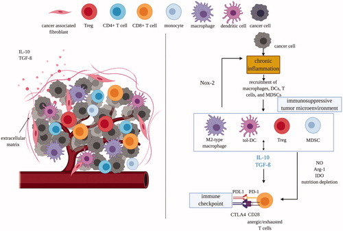 Figure 1. Tumor microenvironments are immunosuppressive which protects tumor cells and transforms immune cells from immunostimulatory to immunosuppressive. Left panel: tumor cells attract and recruit immune cells, such as macrophages, dendritic cells, and T cells. Right panel: however, the immunosuppressive nature of TME quickly suppress the activity of CD8 T-cells through multiple mechanisms mediated by MDSCs, tolerogenic DCs, M2-type macrophages and Treg cells. DC: dendritic cell; tol: tolerogenic; IDO: indoleamine 2,3-dioxygenase; Arg1: arginase; MDSC: myeloid-derived suppressor cells; NOX-2: nitric oxide synthase-2; PD(L)1: programmed death (ligand)-1; CTLA4: cytotoxic T lymphocyte-associated antigen; NO: nitric oxide; Treg: regulatory T-cell; IL: interleukin; TGF-β: transforming growth factor-β.