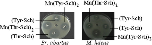 Figure 3. Imaging of antimicrobial affectivities of [Mn(Tyr-Sch)2], (Tyr-Sch) [Mn(Thr-Sch)2], and against B. abartuss, M. luteus.