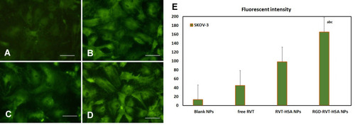 Figure 3 Confocal images of cellular uptake of blank NPs (A), free RVT (B), RVT-HSA NPs (C), RGD-RVT-HSA NPs (D) by SKOV-3 cells. Incubation time was 2 hours. (E) Fluorescence intensity of four groups. ap < 0.05, compared with blank NPs; bp < 0.05, compared with free RVT; cp < 0.05, compared with RVT-HSA NPs.