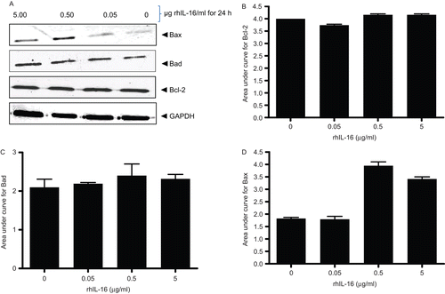 Figure 8.  Expression levels of Bcl-2 family member proteins in rhIL-16-treated A549 cells. (A) Immunoblot shown is a representative blot from at least two generated per treatment regimen. (B–D) Bars reflect expression patterns of (B) Bcl-2, (C) Bad, and (D) Bax in control and in cells treated with the indicated doses of rhIL-16 for 24 h. Each bar represents the mean OD values (± SD)—reflective of specific protein’s expression—from two samples per treatment regimen.